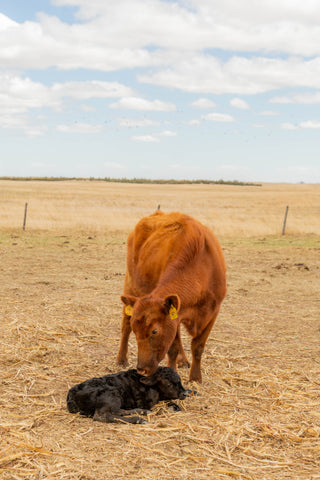 2383 Farms - Calving Season