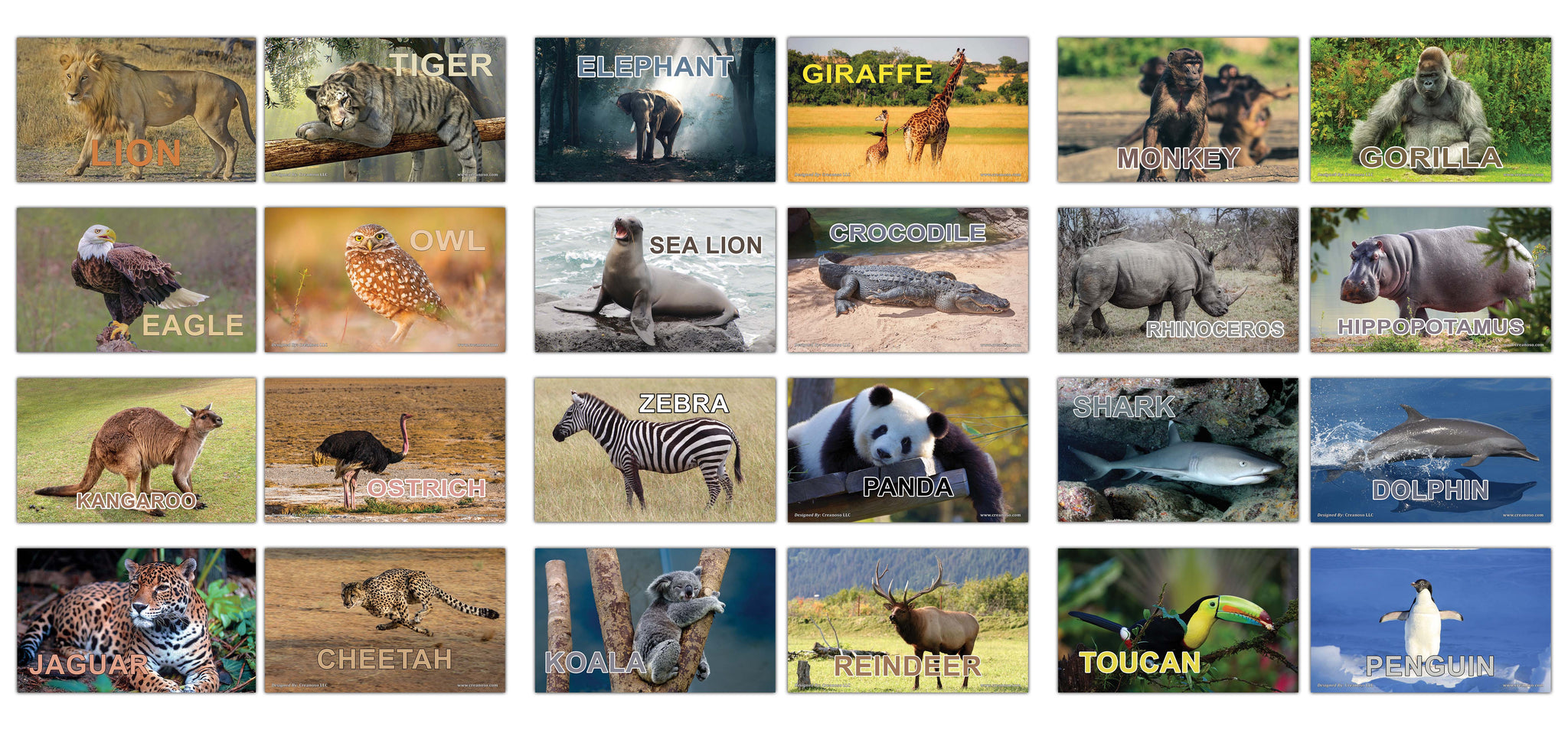 Creanoso Basic Zoo Animals Identification Learning Flashcards â€“ Mini