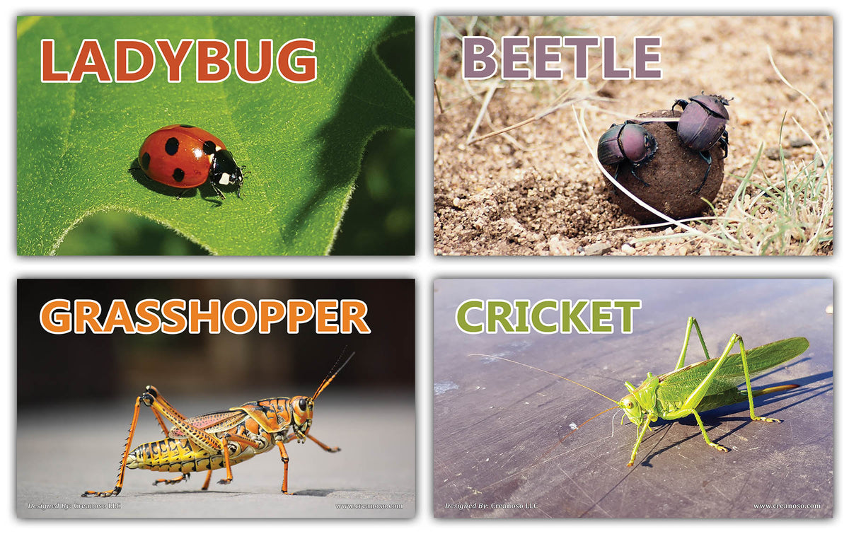 Creanoso Insects Educational Flashcards for Kids â€“ Informational Lea