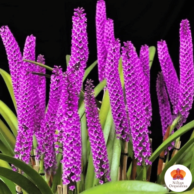 Kit 4 Dendrobium Naturais - Lindos Cachos Promoção – Orquidário Nilton  Orquideas - Comprar orquídeas online