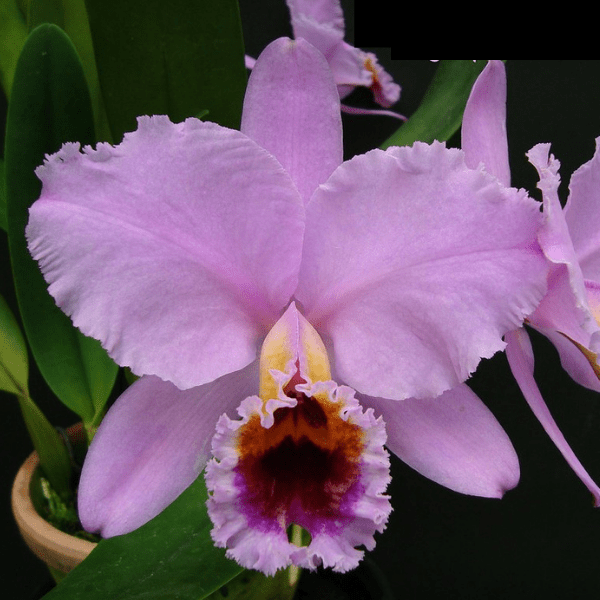 Orquídea Cattleya Percivaliana Thiago - Nilton orquídeas – Orquidário  Nilton Orquideas - Comprar orquídeas online