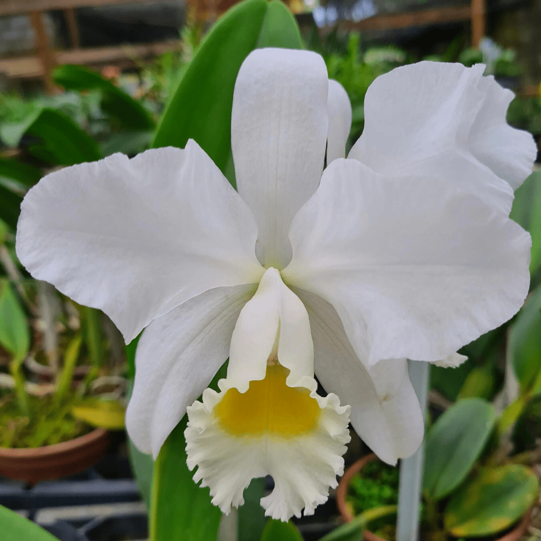 Cattleya Francis TCAU x Lodd. A. – Orquidário Nilton Orquideas - Comprar  orquídeas online