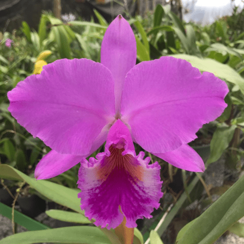 Cattleya Labiata – Orquidário Nilton Orquideas - Comprar orquídeas online