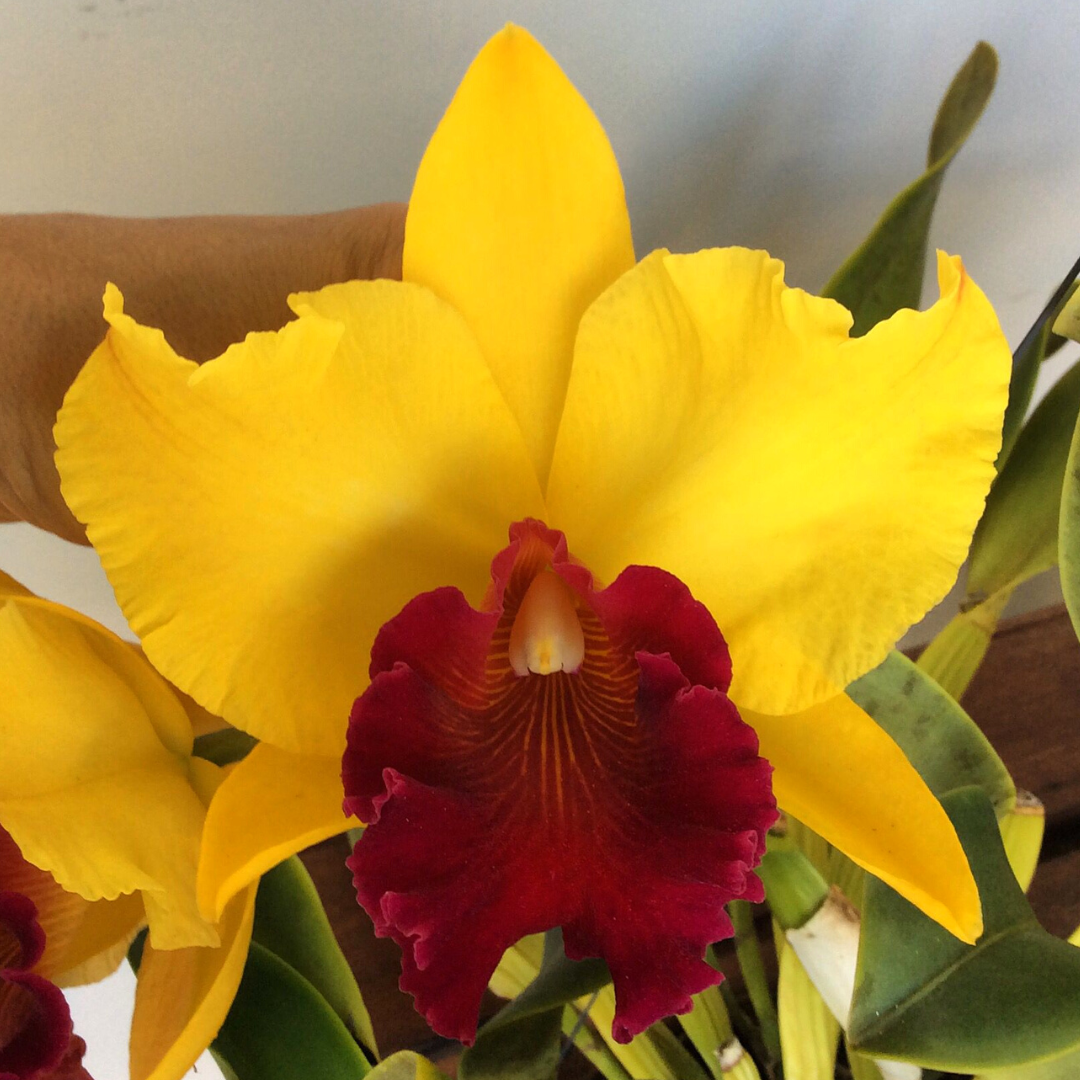 Cattleya Almakee – Orquidário Nilton Orquideas - Comprar orquídeas online