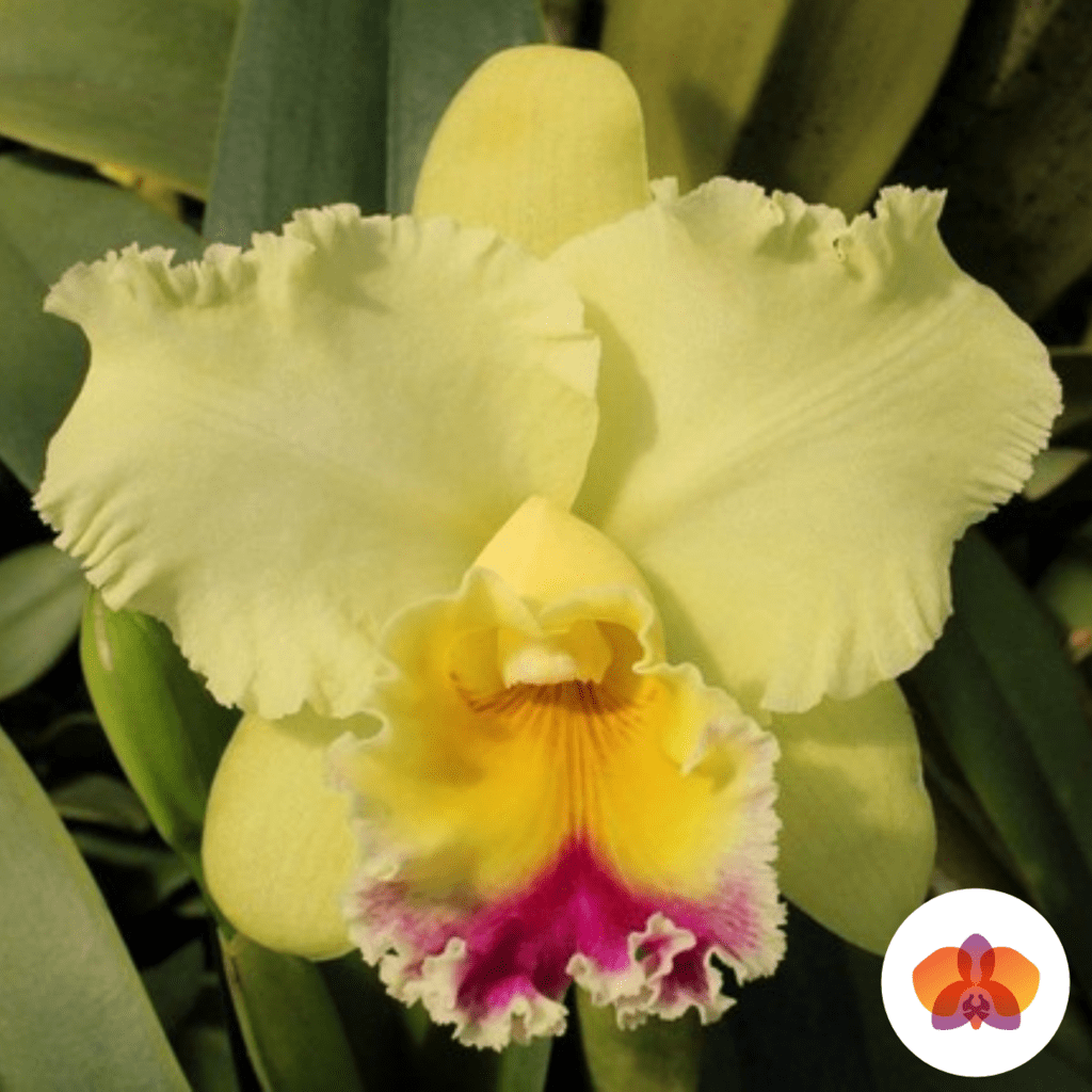 Cattleya Goldenzelle Taida – Orquidário Nilton Orquideas - Comprar orquídeas  online