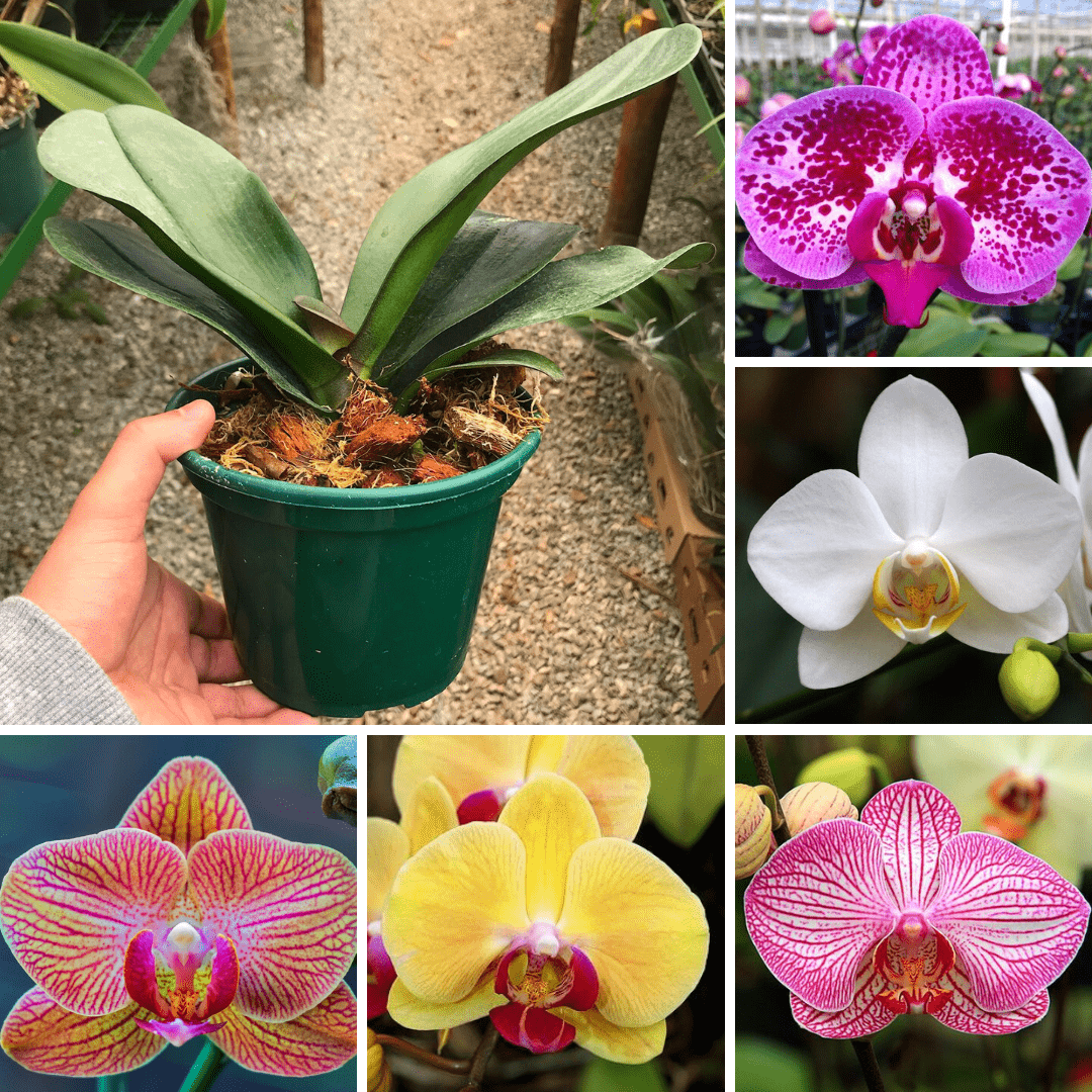Kit 5 Phalaenopsis Adultos – Orquidário Nilton Orquideas - Comprar orquídeas  online