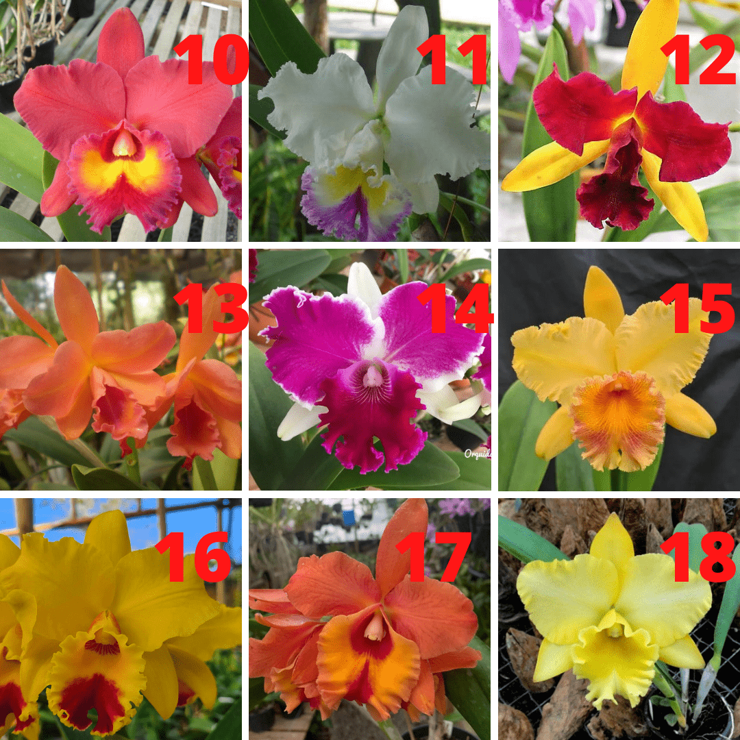 Kit 9 Mudas de Cattleya – Orquidário Nilton Orquideas - Comprar orquídeas  online
