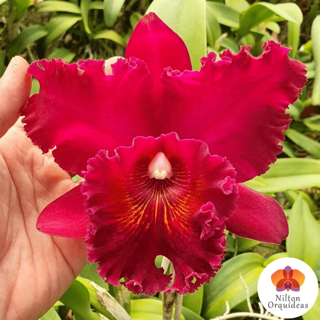 Cattleya Chia Lin – Orquidário Nilton Orquideas - Comprar orquídeas online