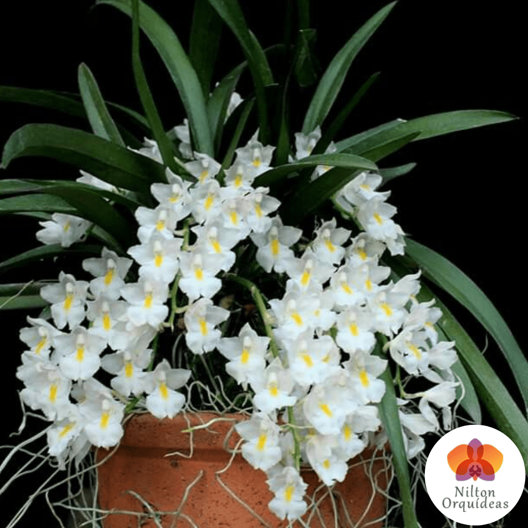 Véu De Noiva [ADULTA] – Orquidário Nilton Orquideas - Comprar orquídeas  online