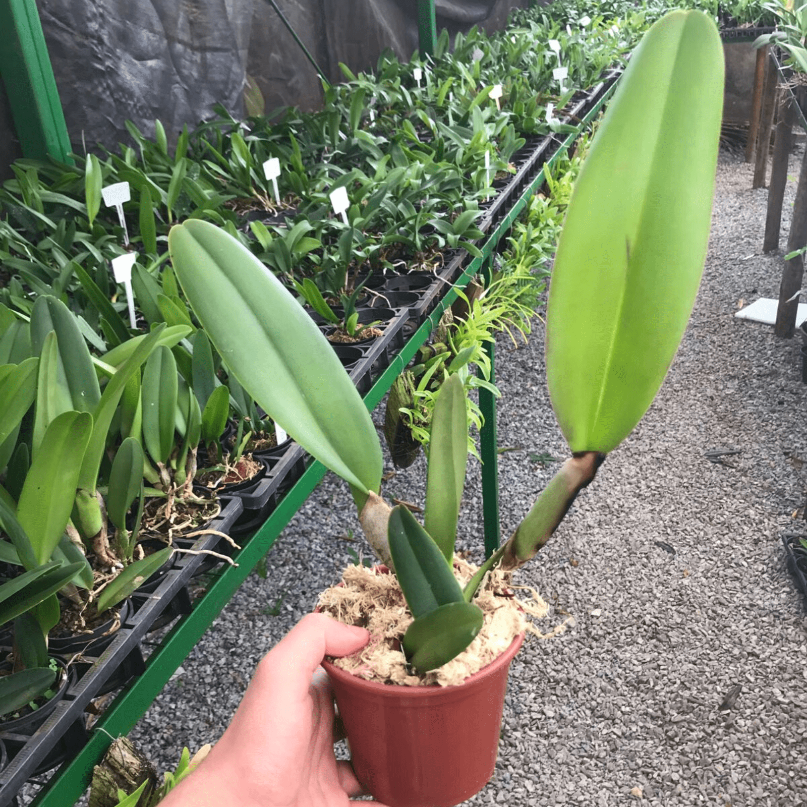 Cattleya George King – Orquidário Nilton Orquideas - Comprar orquídeas  online