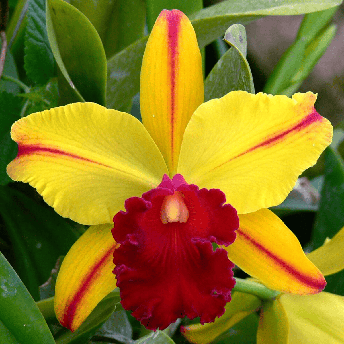 Cattleya Toshie Aoki – Orquidário Nilton Orquideas - Comprar orquídeas  online