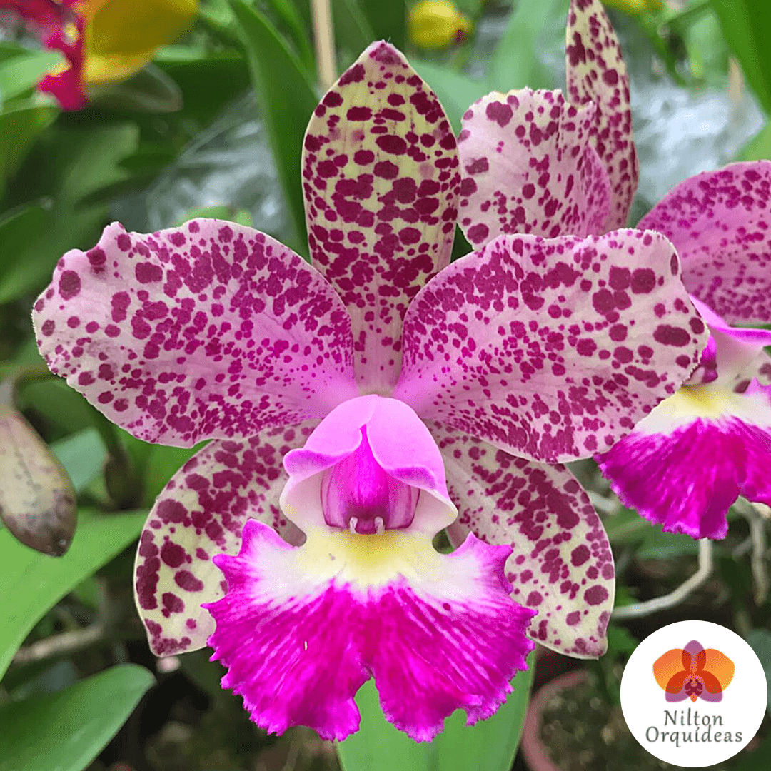 Cattleya Pão De Açucar - Orquídea Pintada – Orquidário Nilton Orquideas - Comprar  orquídeas online