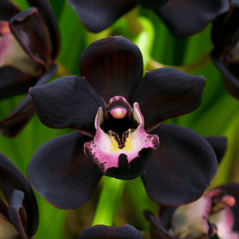 Cymbidium Kiwi Baron - Nilton Orquídeas – Orquidário Nilton Orquideas -  Comprar orquídeas online
