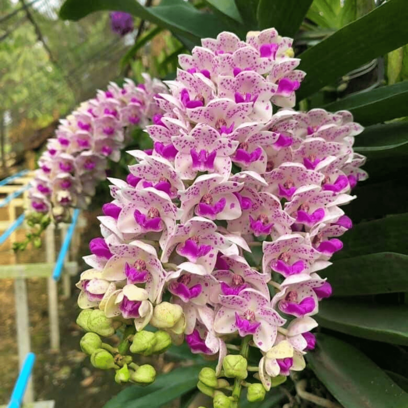 Rhynchostylis Gigantea Spots – Orquidário Nilton Orquideas - Comprar  orquídeas online