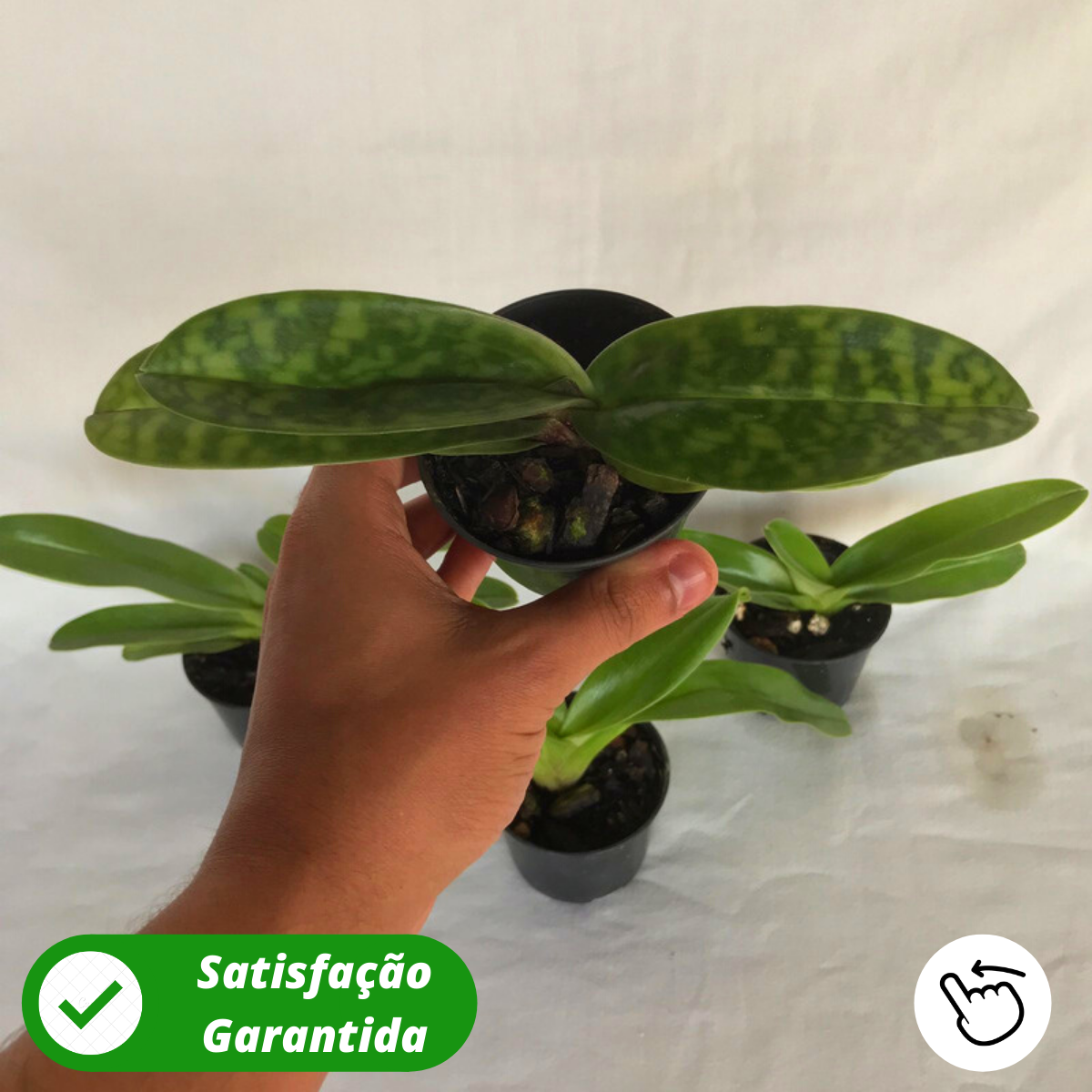 Kit 4 Orquídea Sapatinho - Promoção – Orquidário Nilton Orquideas - Comprar  orquídeas online