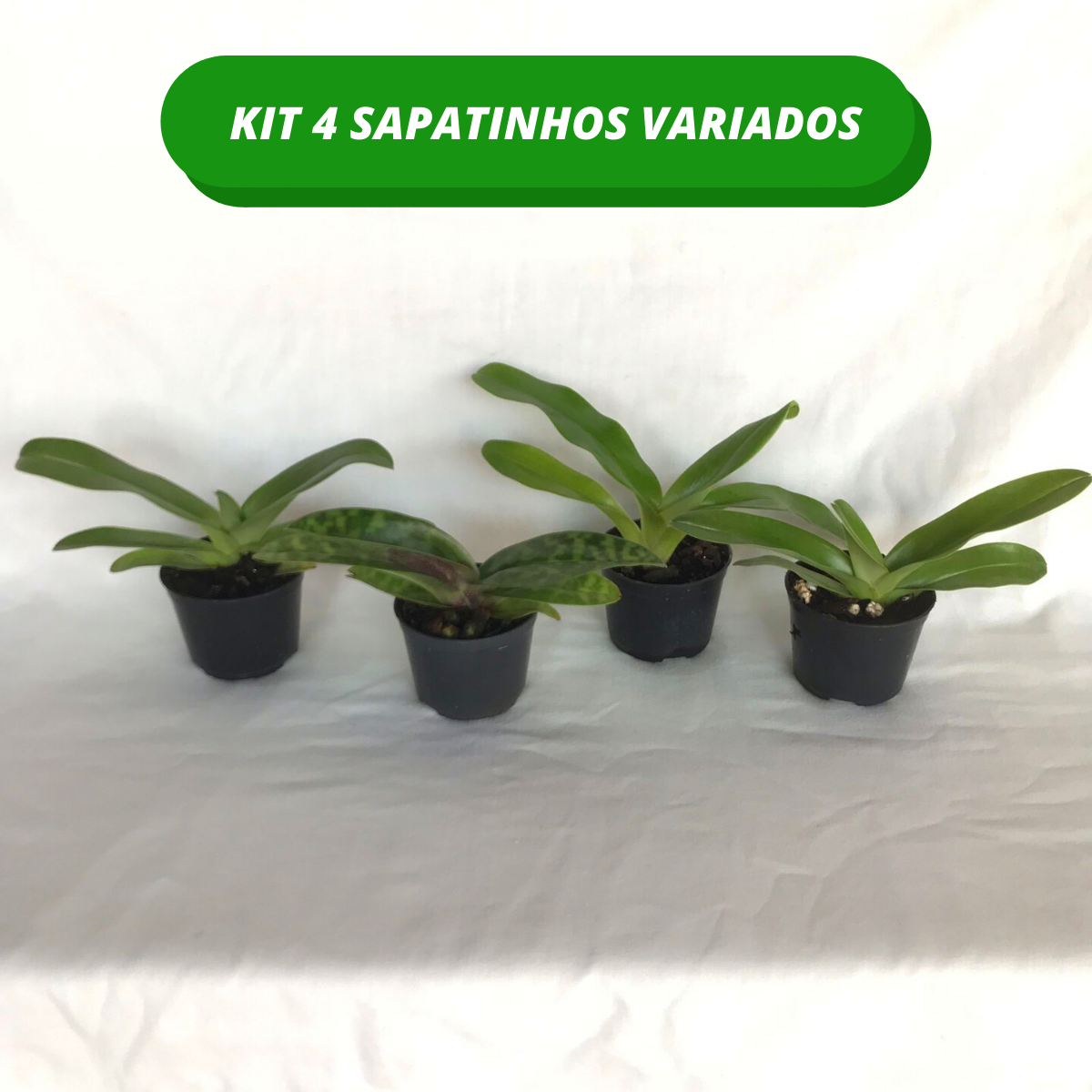 Kit 4 Orquídea Sapatinho - Promoção – Orquidário Nilton Orquideas - Comprar  orquídeas online