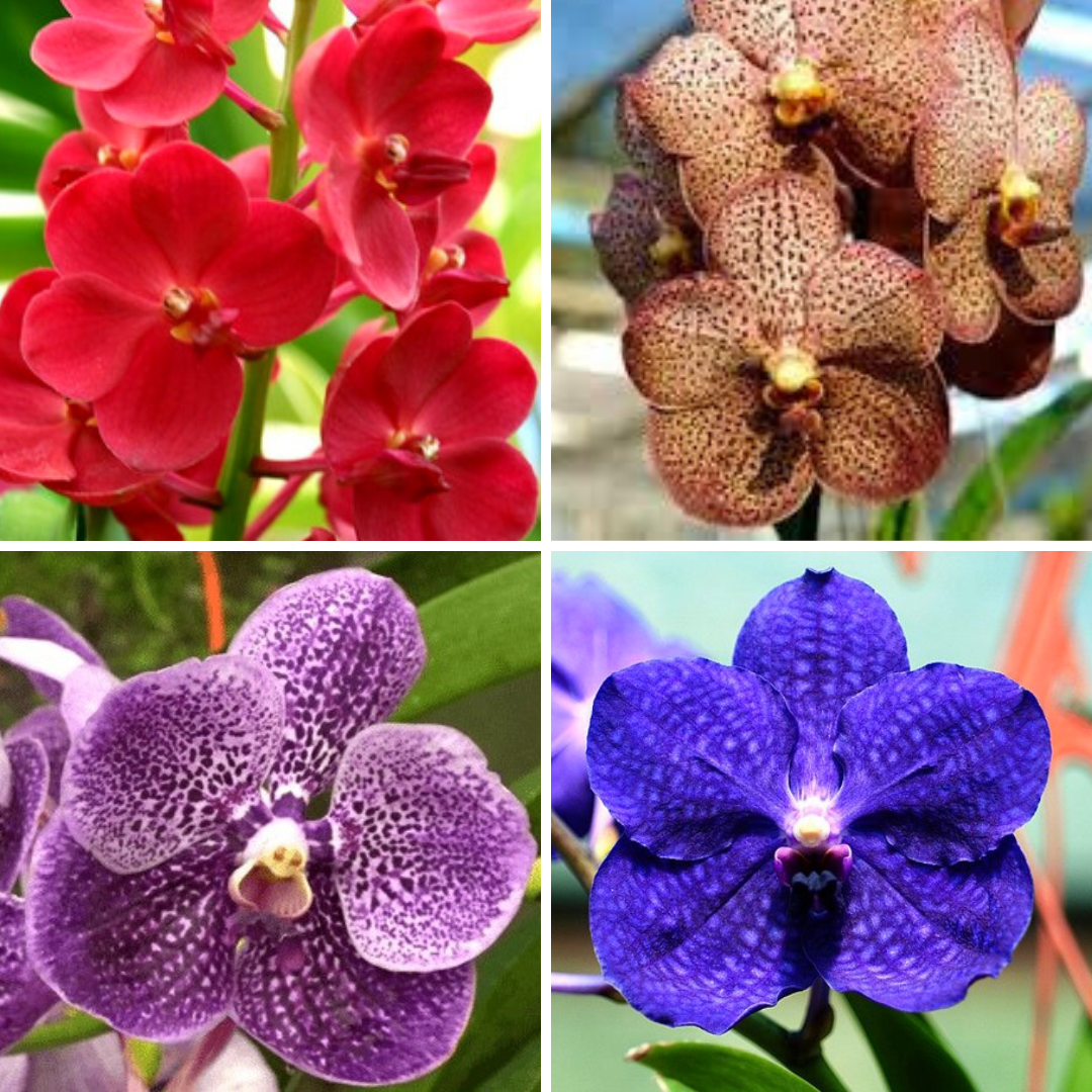 Kit 4 Vandas – Orquidário Nilton Orquideas - Comprar orquídeas online