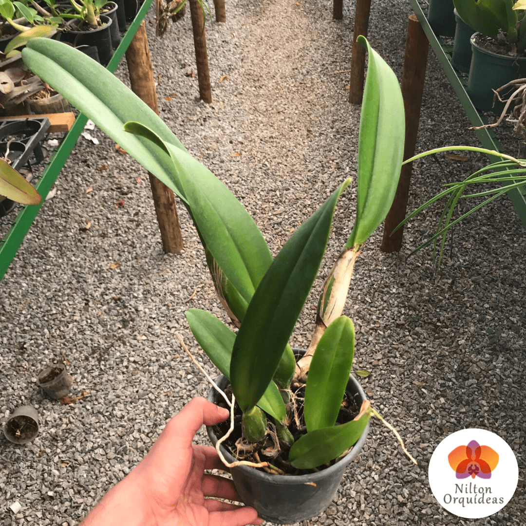 Cattleya Pumpkin Festival – Orquidário Nilton Orquideas - Comprar orquídeas  online