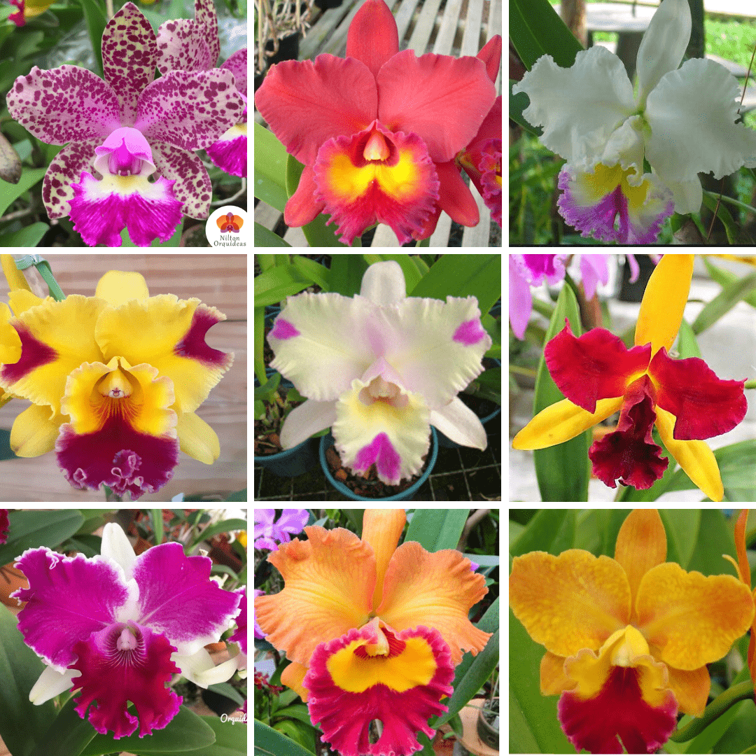 Kit 9 Mudas de Cattleya – Orquidário Nilton Orquideas - Comprar orquídeas  online