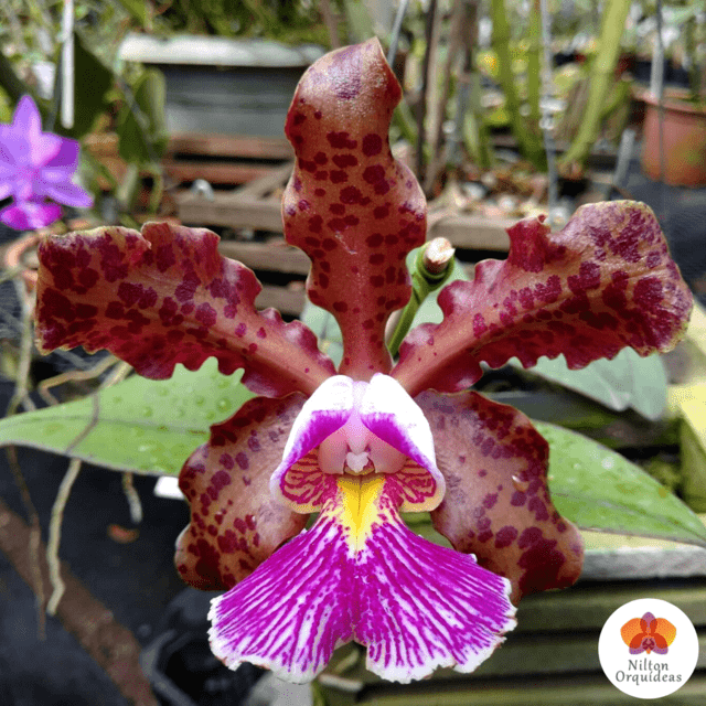 Cattleya Pão De Açucar - Orquídea Pintada – Orquidário Nilton Orquideas - Comprar  orquídeas online