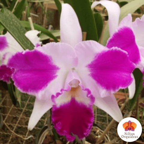 Cara de Macaco – Orquidário Nilton Orquideas - Comprar orquídeas online