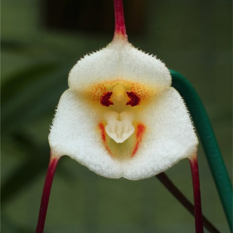 Cara de Macaco – Orquidário Nilton Orquideas - Comprar orquídeas online