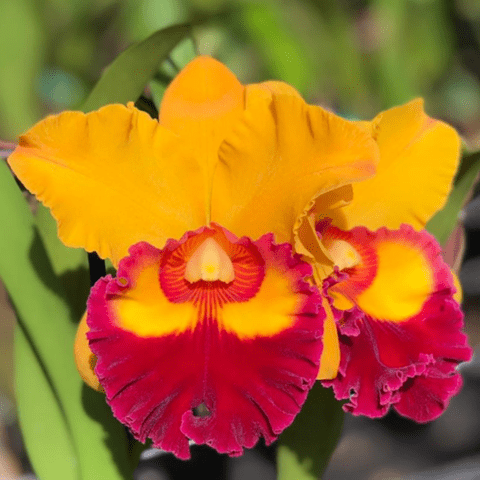 Cattleya Chunyeah – Orquidário Nilton Orquideas - Comprar orquídeas online