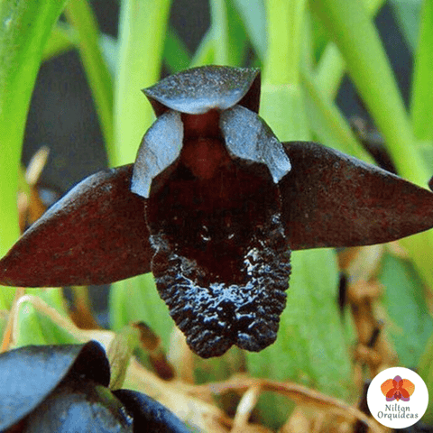Orquídea Negra – Orquidário Nilton Orquideas - Comprar orquídeas online