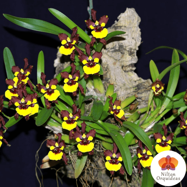 Oncidium Croesus – Orquidário Nilton Orquideas - Comprar orquídeas online