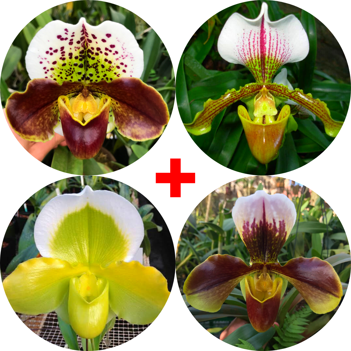 Kit 4 Orquídea Sapatinho - Promoção – Orquidário Nilton Orquideas - Comprar  orquídeas online