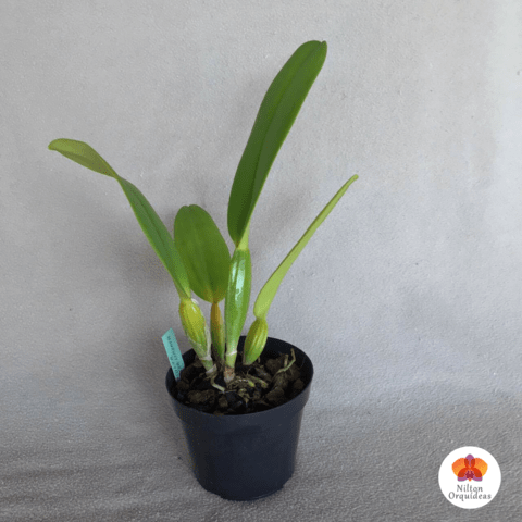 Cattleya Labiata – Orquidário Nilton Orquideas - Comprar orquídeas online