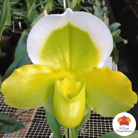 Kit 4 Orquídea Sapatinho - Promoção – Orquidário Nilton Orquideas - Comprar  orquídeas online