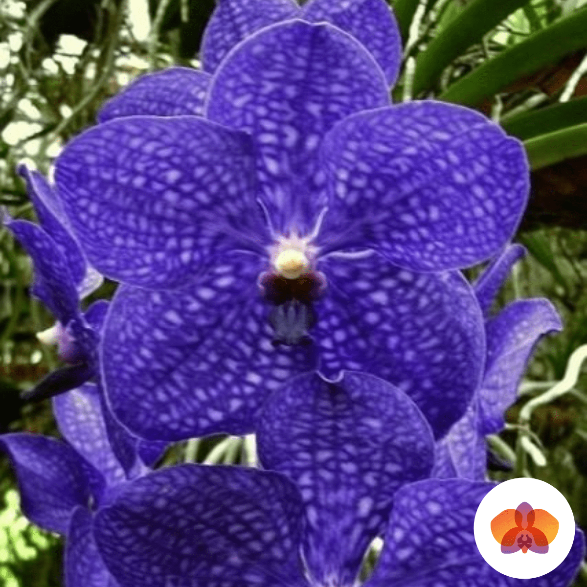 Vanda Azul – Orquidário Nilton Orquideas - Comprar orquídeas online