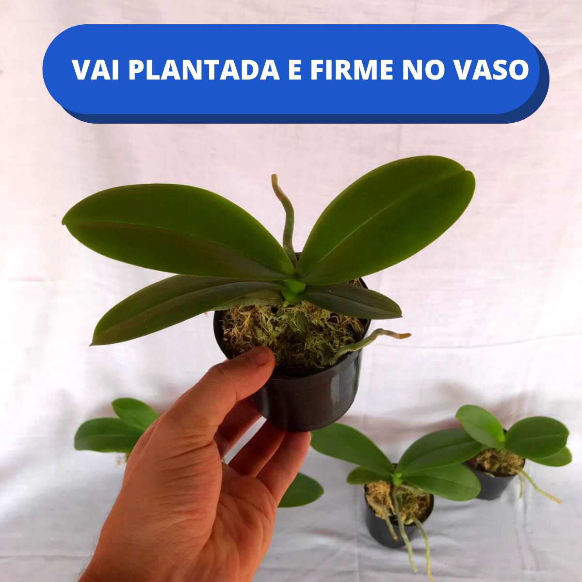 Kit 6 Mudas Phalaenopsis - Comprar muda de phalaenopsis – Orquidário Nilton  Orquideas - Comprar orquídeas online
