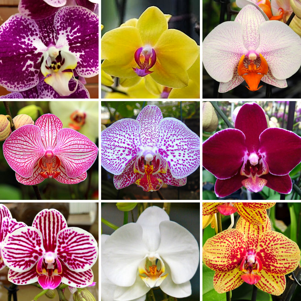 Kit 6 Mudas Phalaenopsis - Comprar muda de phalaenopsis – Orquidário Nilton  Orquideas - Comprar orquídeas online