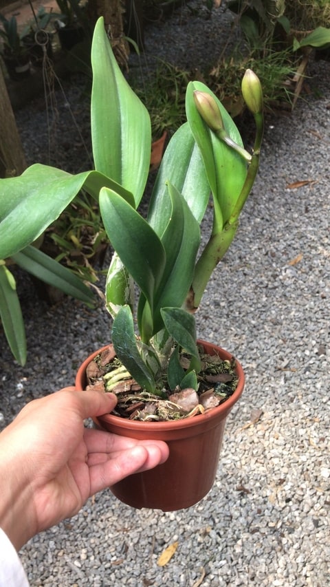 Cattleya Mini Song Petite – Orquidário Nilton Orquideas - Comprar orquídeas  online