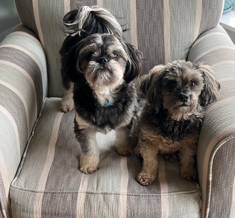 Levi and Duke always ready for break time.