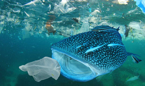 stop ocean pollution