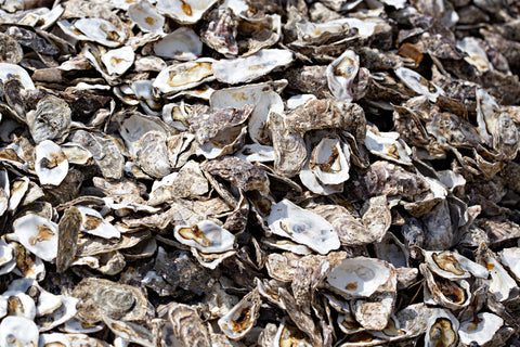 A picture of an oyster farm with oyster shells and other organisms