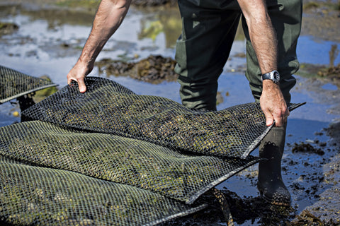 A person harvesting wild oysters from an existing oyster bed