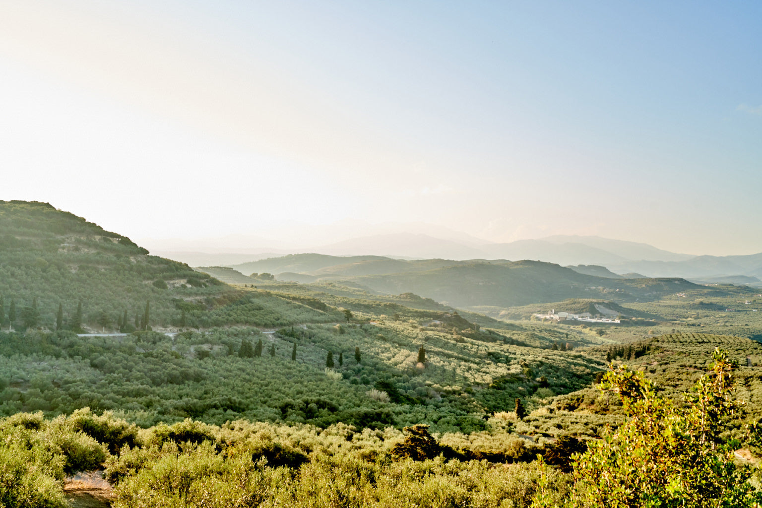 Sitia Greece olive groves