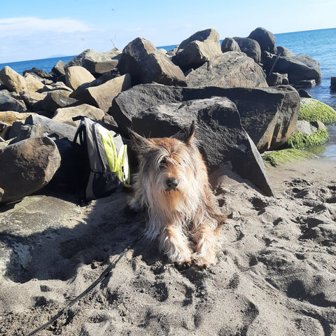 unser Picard Puck am Strand