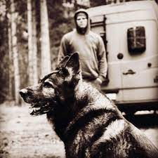 Der Hundetrainer Sascha Bartz mit einem Schäferhund bei der Ausbildung