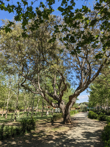 alte Korkeiche auf dem Campingplatz