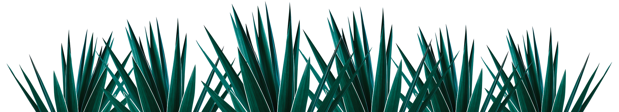 agave plants