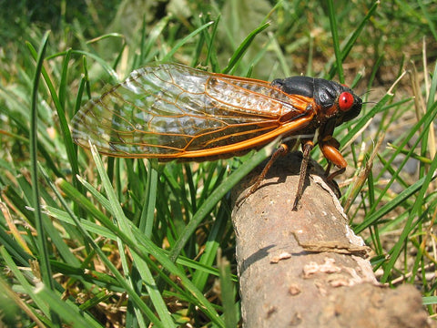 a photo of a magicicada steptendecim periodical cicada taken by pmjacoby via Wikimedia Commons