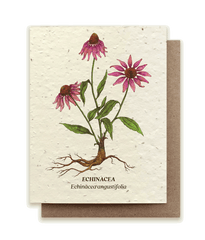 A photo of a seed card with an illustration of an echinacea plant with pink flowers