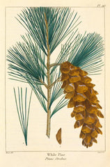 A collor illustration of white pine with a branch, needles, and pine cone from The North American Sylva by François André Michaux