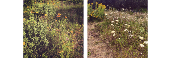 Two photos of a meadow in Massachusetts with a mix of low and medium-height flowering plants including Goldenrod and Queen Anne’s lace by Vincent Frano