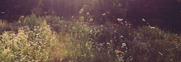 A photo of a sunny meadow with a diverse mix of low and medium-height flowering plants by Vincent Frano